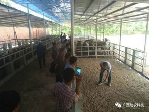 生態養牛技術 廣西助農公司專業服務，助您科學養殖成功